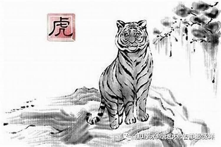 为什么属虎的女人命苦,属虎的女人为什么大多婚姻不顺