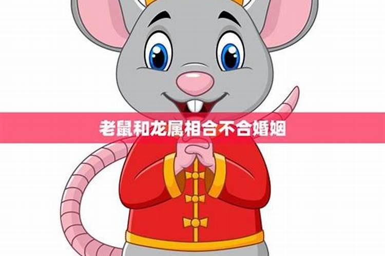 属龙和属鼠合不合 属龙和属鼠相配吗
