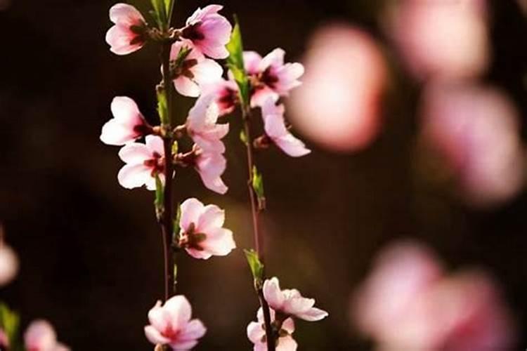 桃花很旺是什么意思？