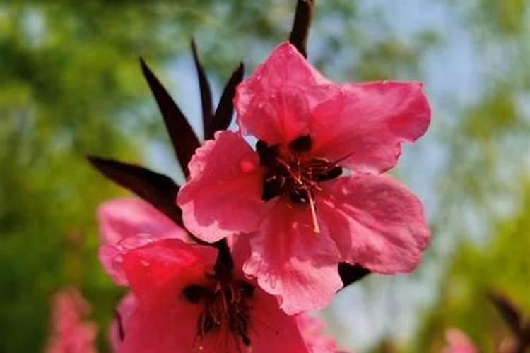 属狗人摆什么花最旺桃花
