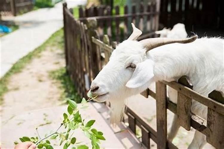 苏州端午习俗苏州吴地端午习俗