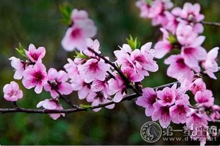 腊月二十日子好不好