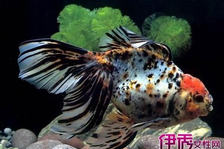 梦见大鱼在水里游来游去是什么意思？