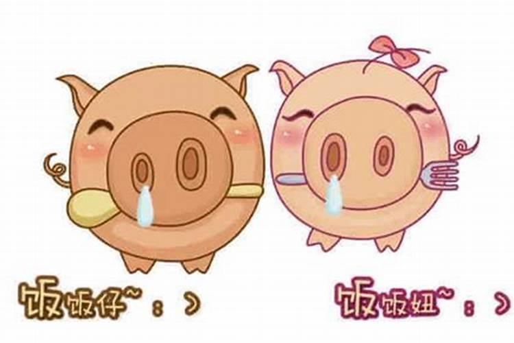 属猪人的本命年如何