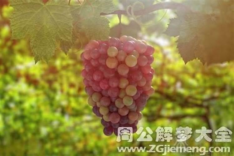 属牛97年一生婚姻状况