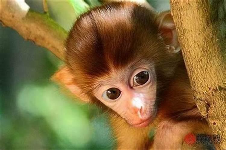 两个属猴的人结婚婚姻怎样