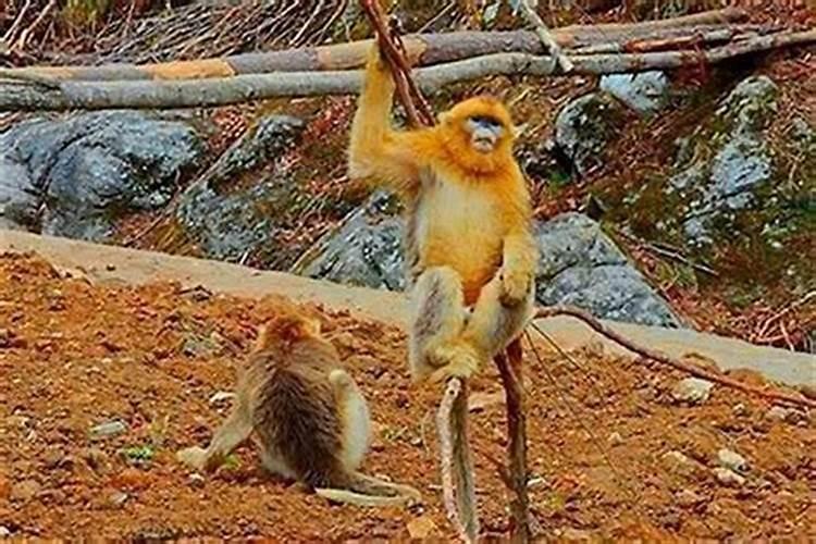 属猴和属猴相克还是相宜？两者结合旺事业财运？