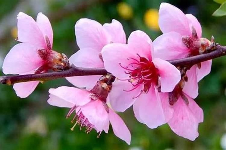 哪些花卉招桃花