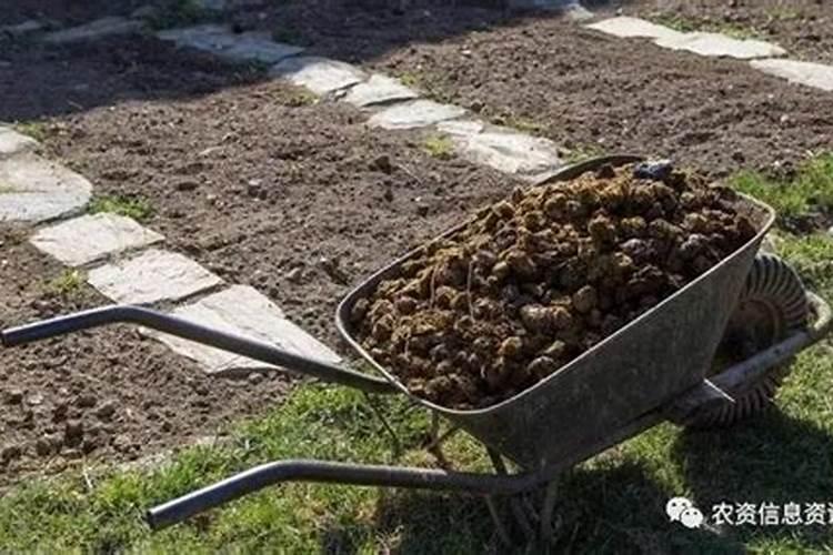 梦见马粪是什么意思？