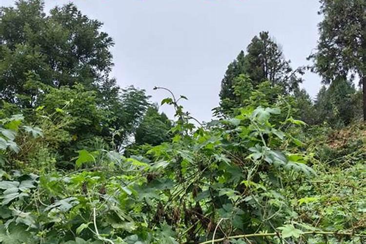青明放假几天