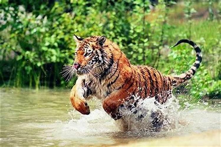 属牛的和属猴的八字合伙生意怎么样 两个人相合吗？