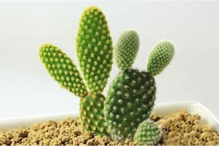 挡煞防小植物放仙人掌