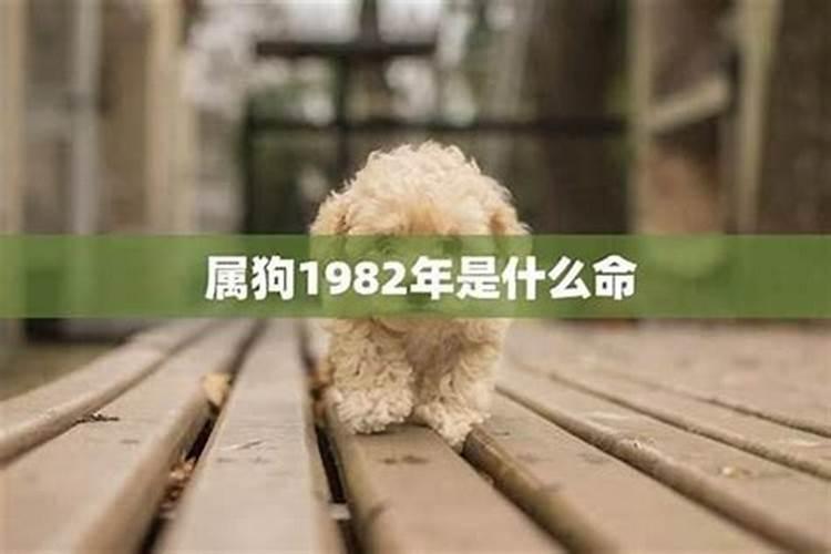 1982属狗人的运势及运程