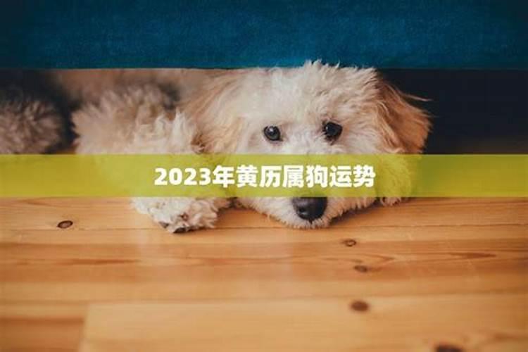 2025年犯太岁属相是哪五个