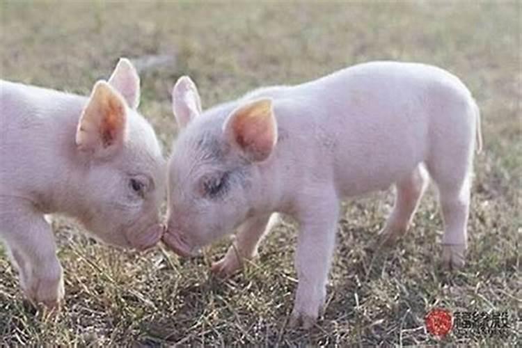 属鼠和属猪的八字不合吗？