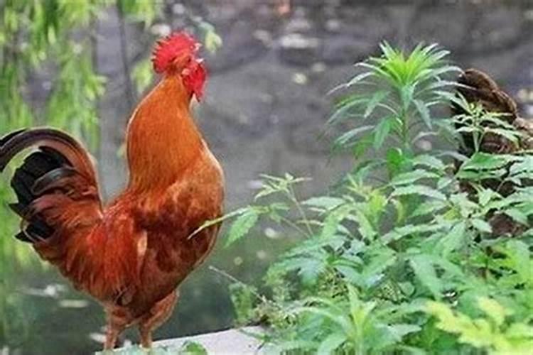 属龙的男跟属鸡的女在一起,八字合吗