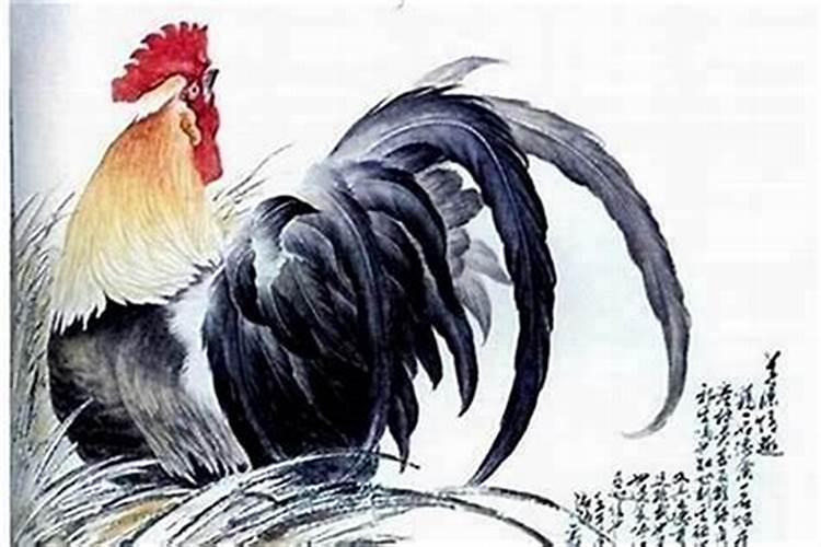 1976年属龙人和1981年属鸡的配吗 八字合不合？