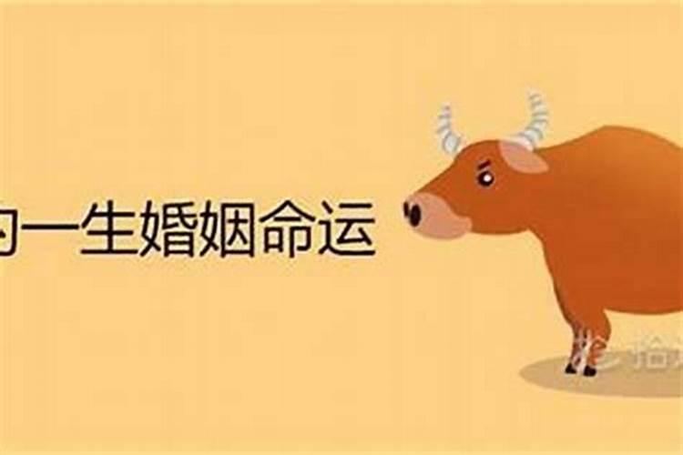 八字命理鸳鸯合