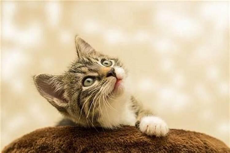 梦见黄猫是什么意思？