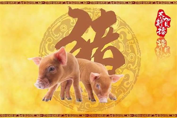 属猪人要怎样添加偏财运？ 提升本人的才能？
