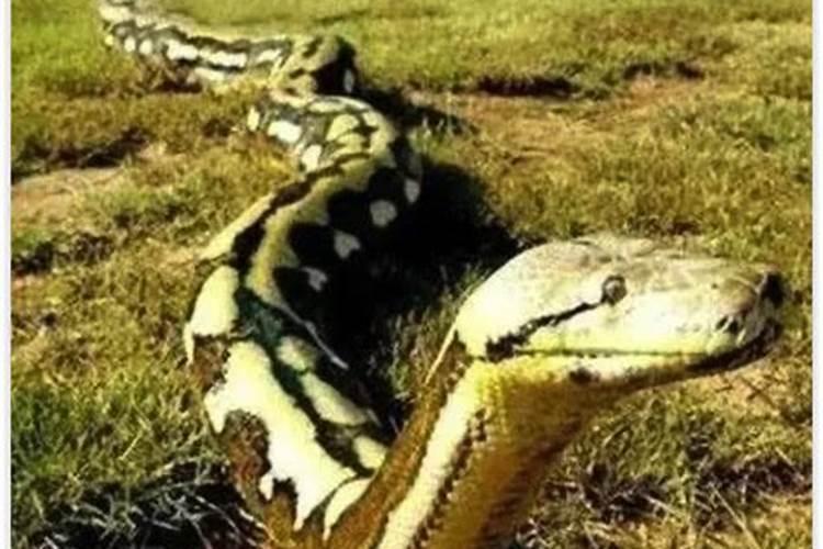 梦见别人说我怀孕了是什么意思 梦到别人说我怀孕了有什么预兆