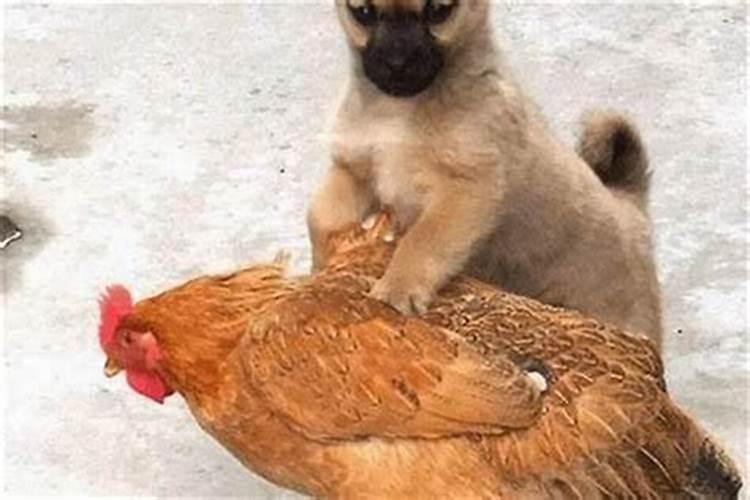 属猪的几月出生的犯冲啊