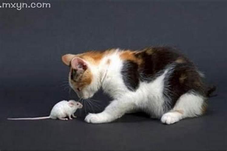 梦见猫抓老鼠是什么预兆周公解梦