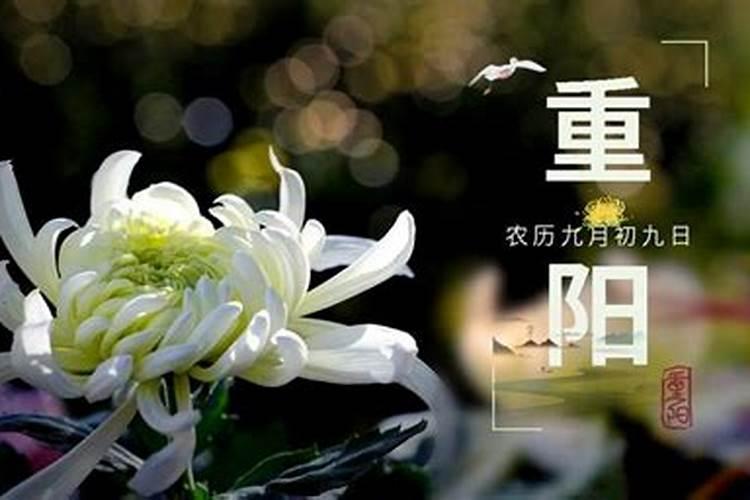 重阳席上赋白菊解析