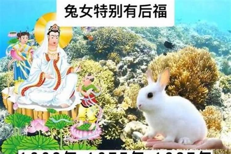 2025年属兔1975人的全年运势