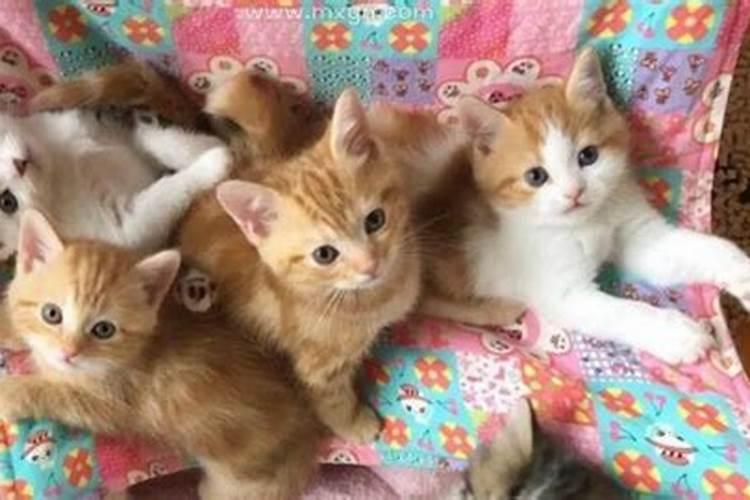 女人梦见猫是什么预兆
