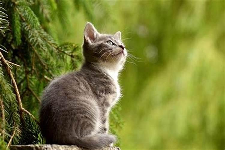 梦见大猫什么预兆