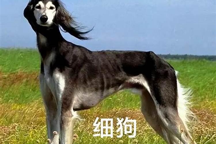 古人说的狗命是什么意思