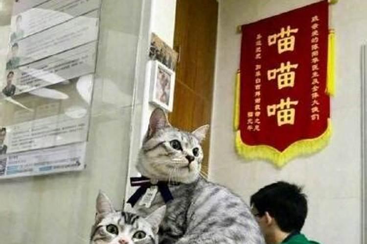 金狗命是什么意思啊？