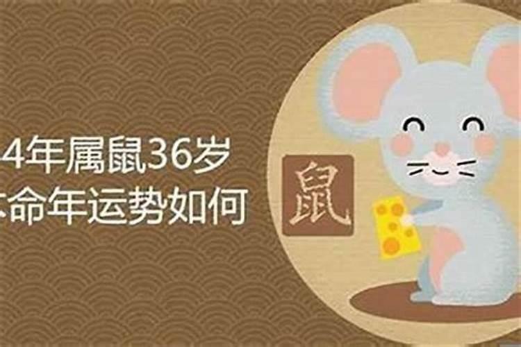 1984年10月属鼠的人是什么命