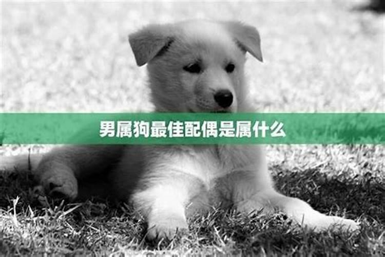 属狗的最佳配偶属相？