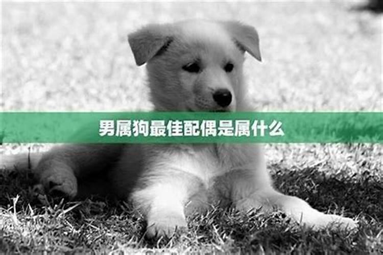 94年属狗男最佳婚配94年属狗男的属相婚配表