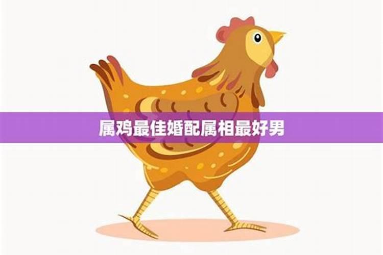 鸡男最合适的婚配是什么属相,属鸡男和什么属相最配