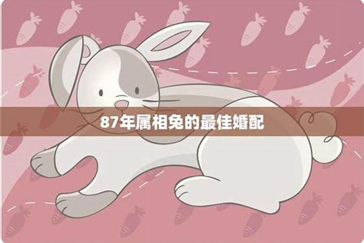 属兔的和什么属相最配