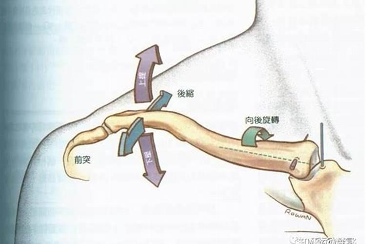 锁骨在人的体相中代表哪些运势要点