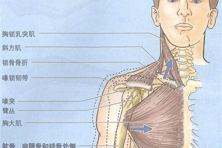 女人锁骨窝上有痣好吗 锁骨凹槽里有痣好不好