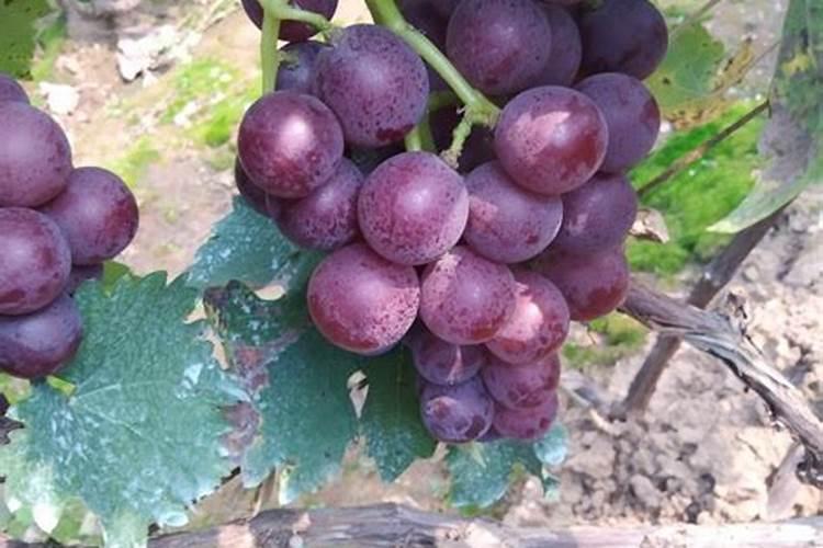 平度大泽山葡萄节什么时候结束