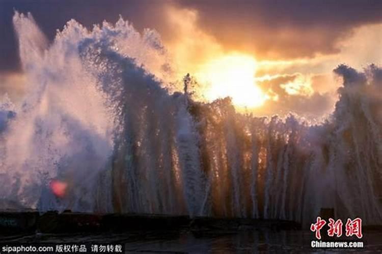 梦见猫咪亲近自己,赶都赶不走