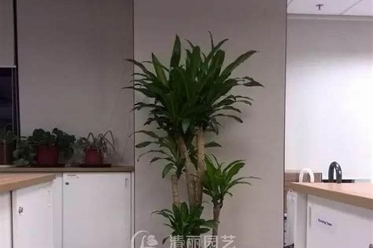 办公室风水植物的摆放有哪些讲究