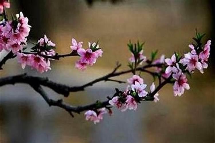 八字看桃花 你何时会走桃花运