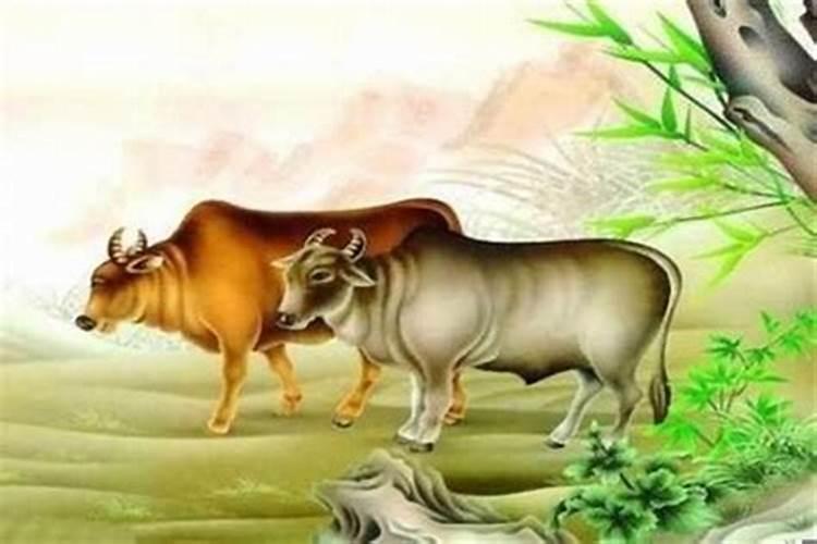 属牛的生日腊月二十六,今年多少周岁