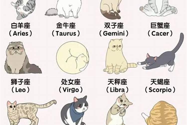 养猫会对家里的风水不好吗？