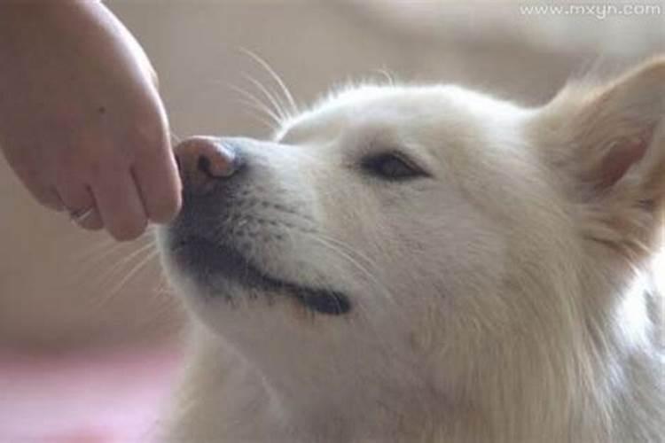 孕妇梦见被狗咬暗示着什么 孕妇梦见被狗咬暗示的含义