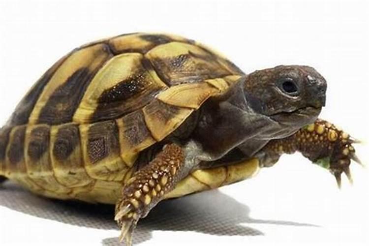 上元节中元节下元节分别是哪一天 上元节中元节下元节的简介