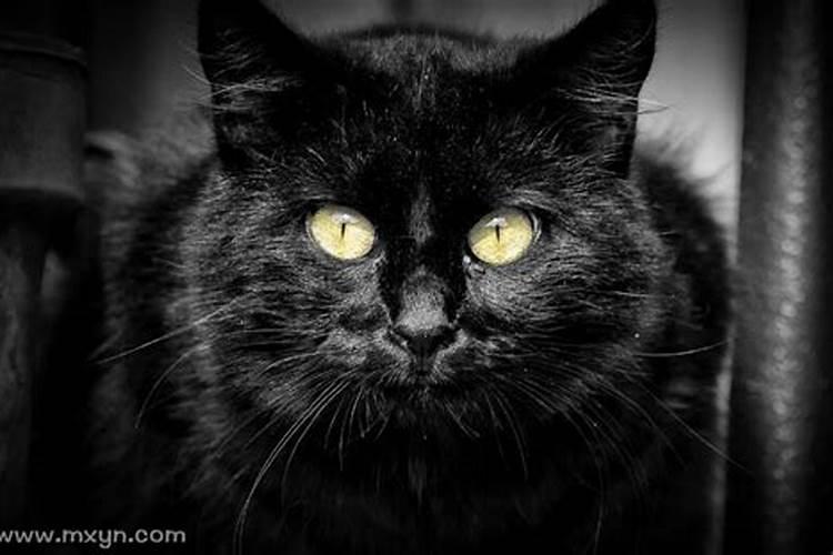 梦见黑猫是仙家托梦