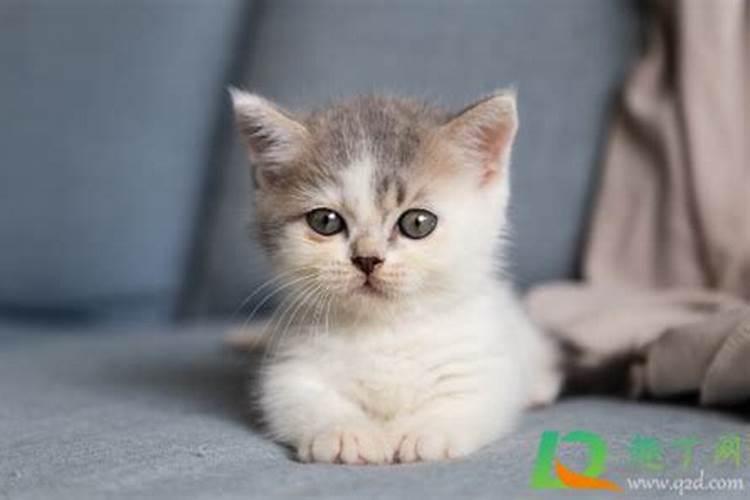 梦见黑猫是什么意思 梦见黑猫的解说